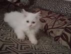 traditional long coated Persian kitten