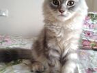 Traditional Male & Female Kitten