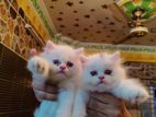 Traditional male & female persian kitten