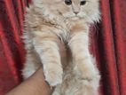 Traditional Male Cat