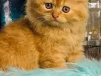 traditional male or female Persian cat