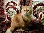 Traditional Male Persian for sell..