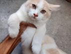 Traditional Male Persian Kitten