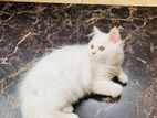 Traditional Male Persian Kitten