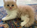 Traditional Male Persian Kitten