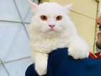 Traditional Male White Persian Cat