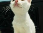 Traditional Mixed Breed pure white kitten