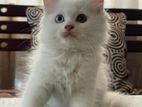 Traditional Odd Eyes Persian Kittens