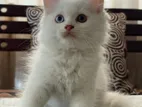 Traditional Odd Eyes Persian Kittens