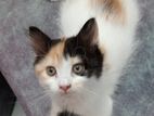 Traditional Parcian calico kitten