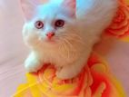 Traditional Parisian Cat