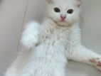 Traditional Parisian Male And Female Kitten