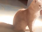 Traditional Parsian cat
