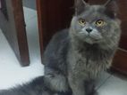 TRADITIONAL PARSIAN CAT FOR SALE