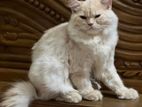 Traditional Parsian Cat male