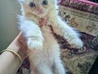 traditional parsian kitten