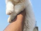 Traditional Parsian Male Kitten