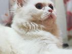Traditional Parsian male kitten