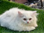 traditional parsian male kitten