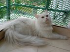 Traditional parsian triple coat male cat available for mating