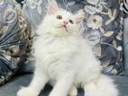 Traditional Parsian Triple Coated Female Kitten