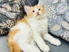 Traditional Parsian Triple Coated Male Kitten