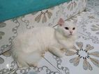 Traditional Perisan Male Cat