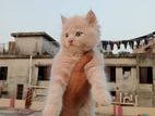 traditional Pershin kitten