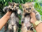 Traditional Persiam cats