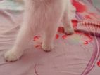 traditional Persian 1 month pregnant female sell hoba