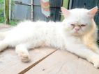 traditional Persian adult active male cat