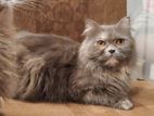 Traditional Persian Adult Female Cat