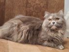 Traditional Persian adult female cat