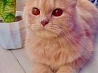 Traditional persian adult female cat