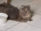 Traditional Persian Adult Female cat for sell