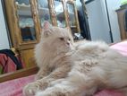 Traditional Persian Adult Female