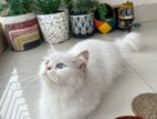 Traditional Persian Adult female /male r females kitten