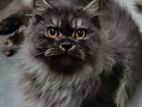 Traditional Persian Adult Male And Female