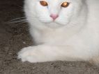 Traditional Persian Adult Male Cat