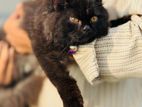 Traditional Persian Adult Male Cat