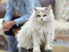 Traditional Persian Adult Male