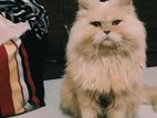 Traditional Persian Adult Male