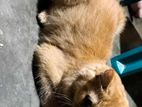Traditional Persian Age- 1 Year Plus Female