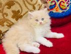 Traditional Persian Bi Colour Male Kitten