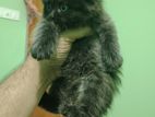 Traditional Persian Black Male Kittan