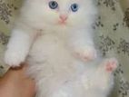 Traditional Persian Blue Eyes Female And Male Kitten