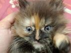 Traditional Persian calico female cat