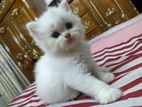 Traditional Persian cat baby