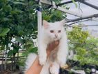 Traditional persian cat baby for sale