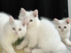 Traditional Persian Cat (baby)